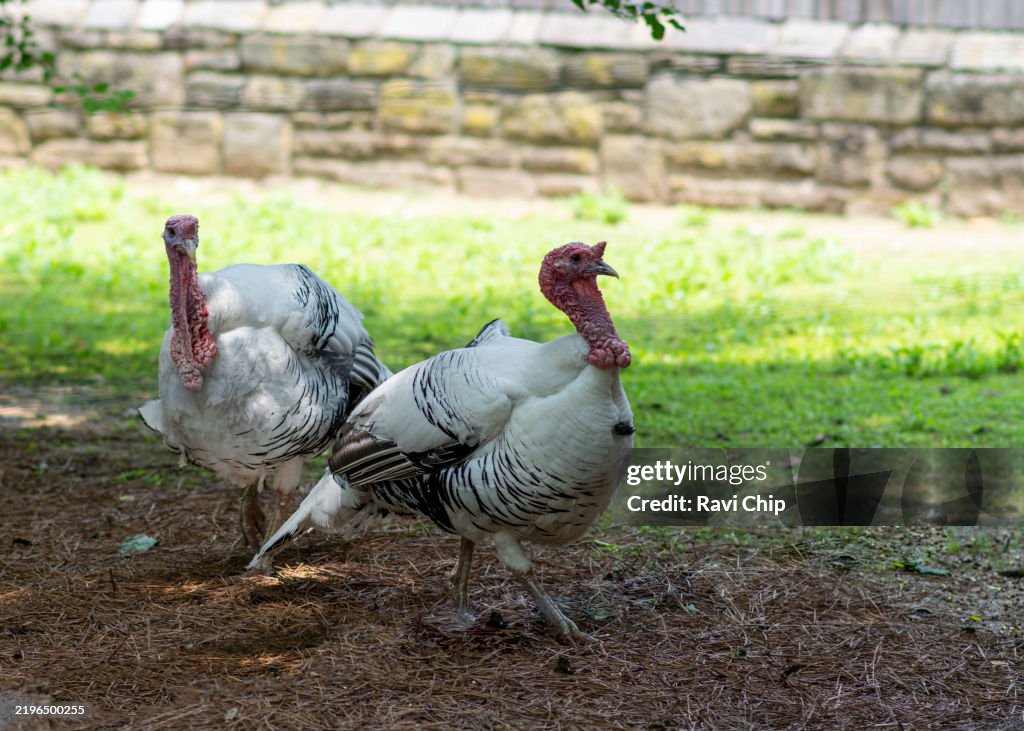 The Royal Palm or domestic turkey in a lawn