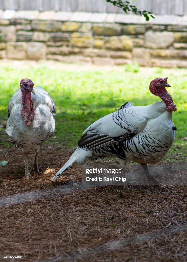 The Royal Palm or domestic turkey in a lawn