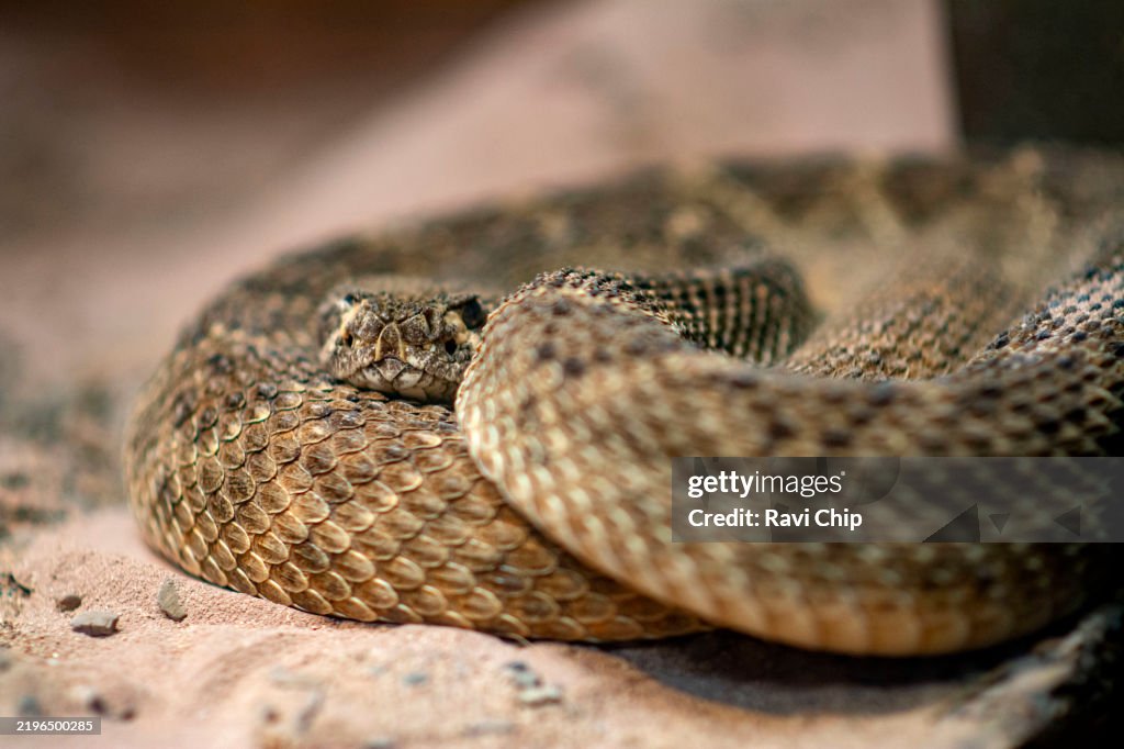 Tiger rattle snake (Crotalus tigris)