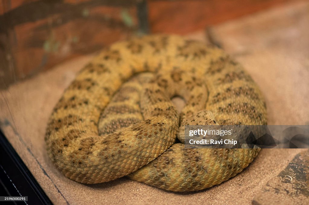 Tiger rattle snake (Crotalus tigris)