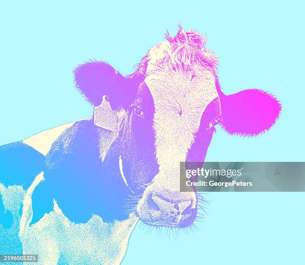 close up of cute cow face - holstein friesian cattle stock illustrations