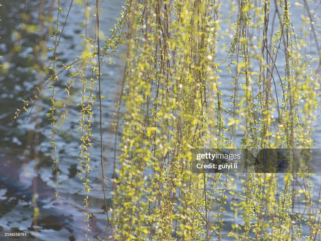Willow branches that have just sprouted in spring