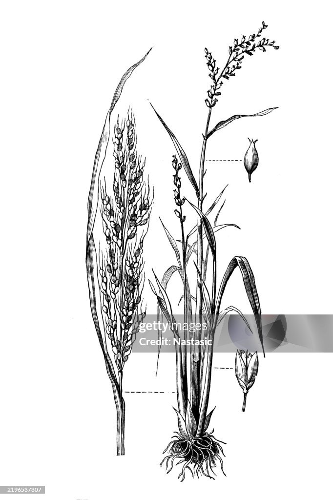 Asian rice (Oryza sativa)