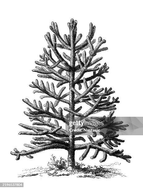 monkey puzzle tree (araucaria imbricata) - monkey puzzle tree stock illustrations