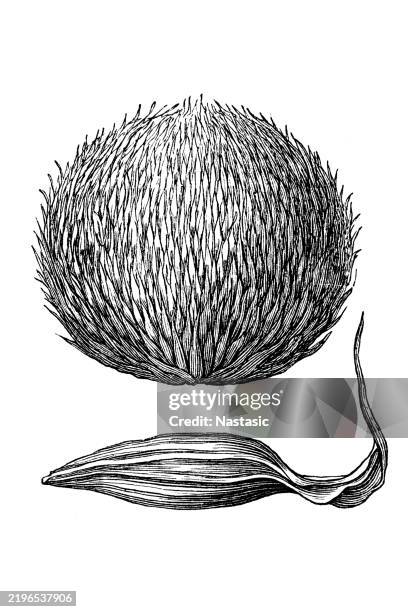 monkey puzzle tree fruit and seed (araucaria imbricata) - monkey puzzle tree stock illustrations