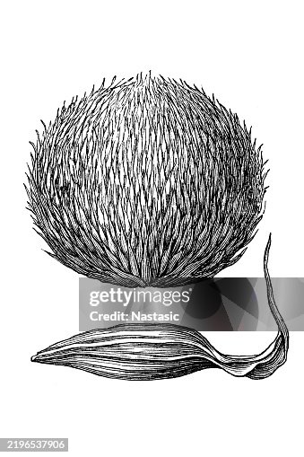 Monkey puzzle tree fruit and seed (araucaria imbricata) Monkey puzzle tree fruit and seed (araucaria imbricata)