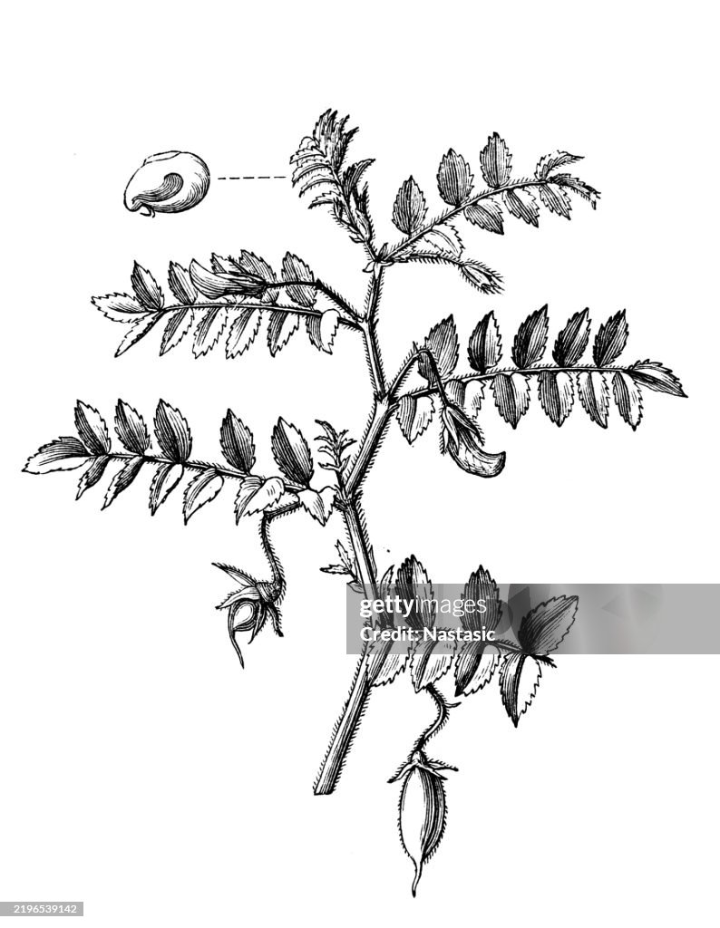 Chickpea, Cicer arietinum