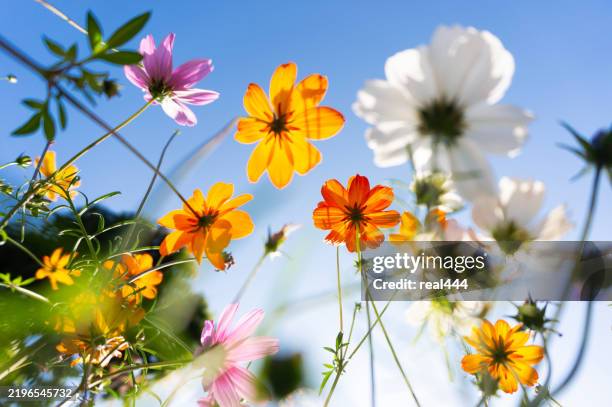 cosmos blooming in a park - hondsviooltje bloem stockfoto's en -beelden