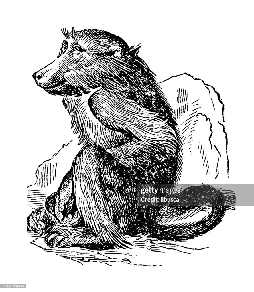 Chacma Baboon
