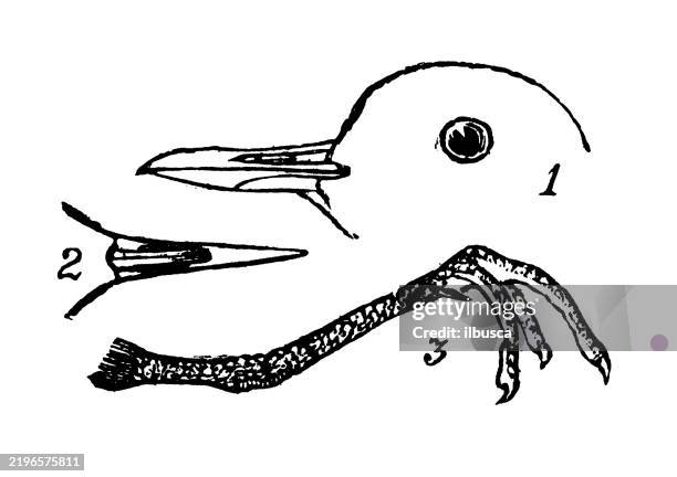 plover, charadrius squatarola - golden plover stock illustrations