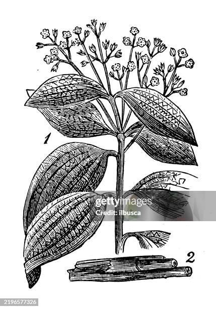 cinnamon - cinnamon stock illustrations