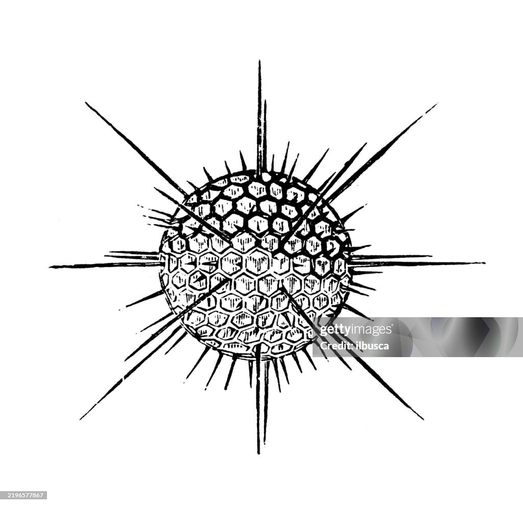 Clathrate Skeleton, Radiolarian, Heliosphaera echinoides