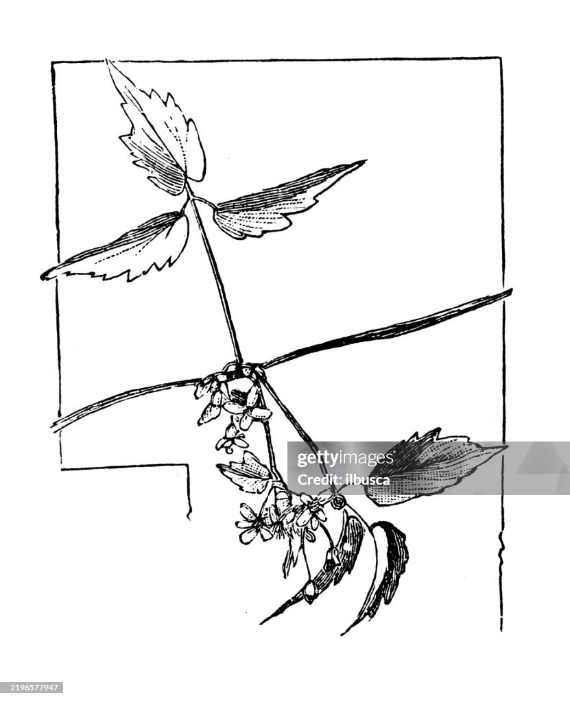 Clematis, Clematis Virginiana