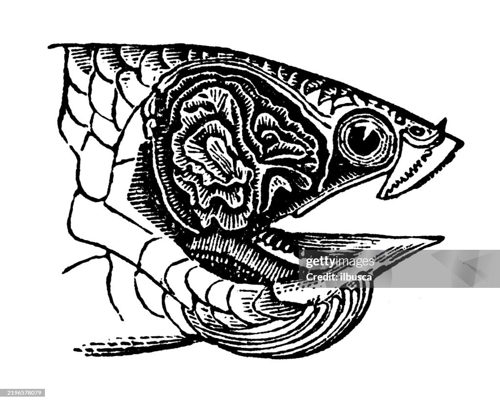 Respiration apparatus of a Climbing Fish, Anabas scandens