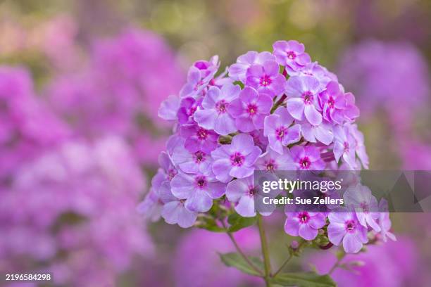 pink garden phlox - phlox stock pictures, royalty-free photos & images