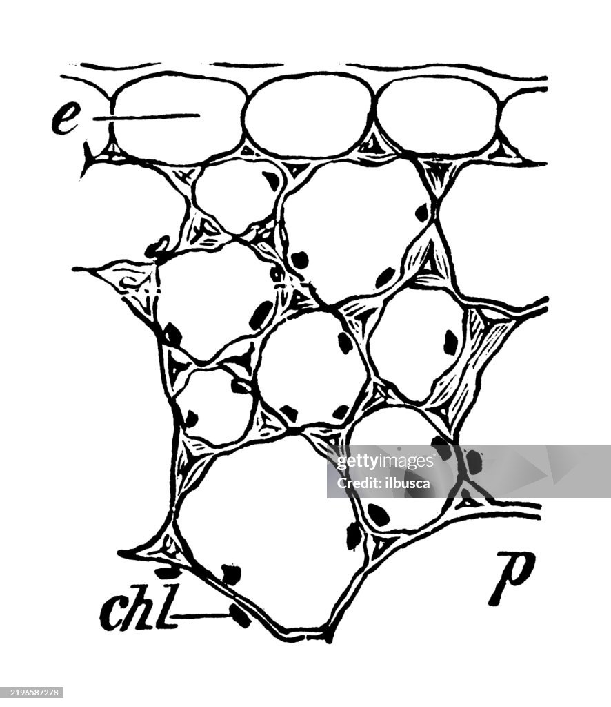 Colénquima del pecíolo de la begonia