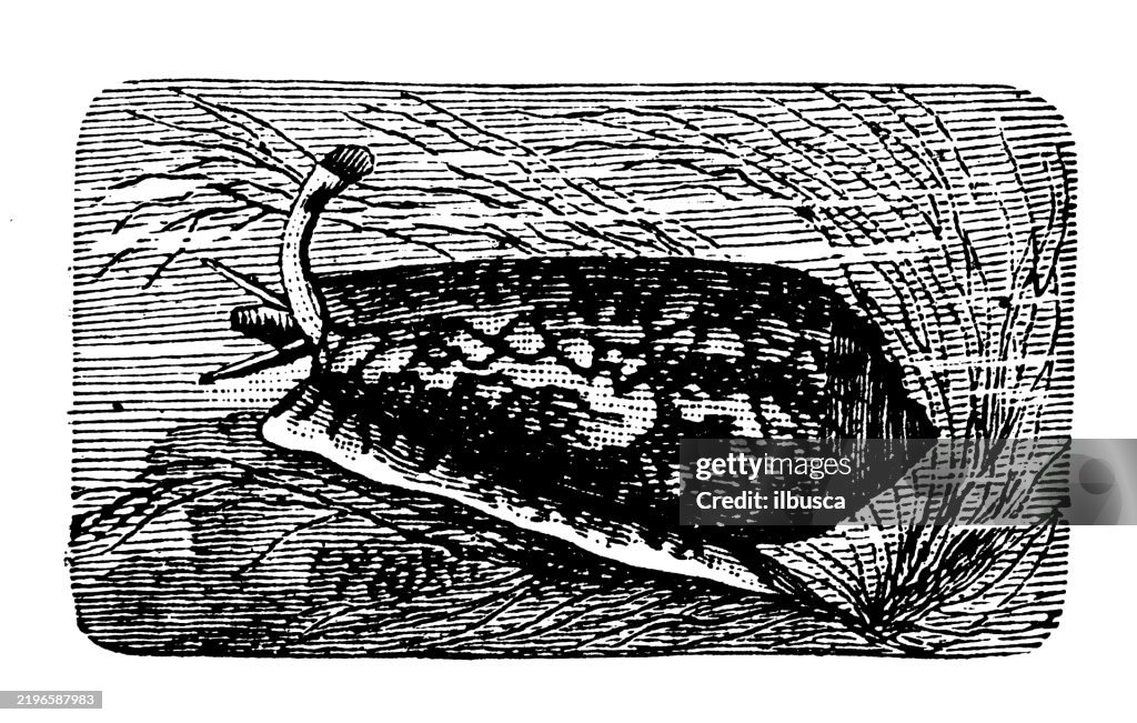 Cone shell, Conus agassizzi