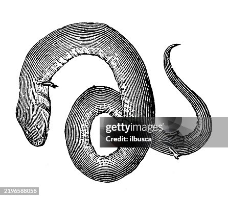 Congo-snake Congo-snake