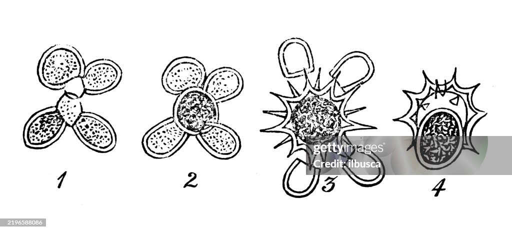 Conjugation, zygospores