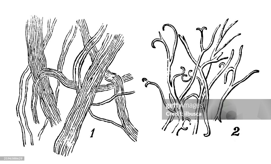 Connective tissue, Areolar tissue, Elastic tissue
