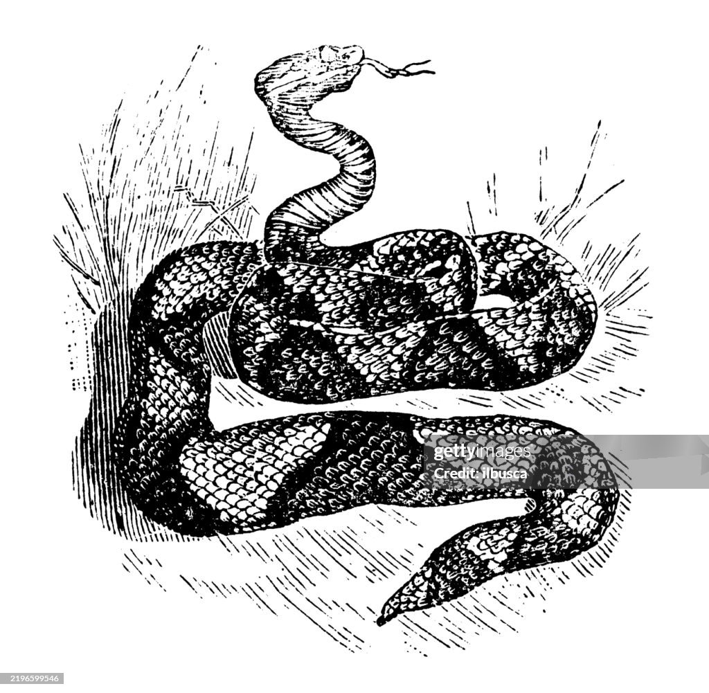 Copperhead Snake, Ancistrodon contortrix