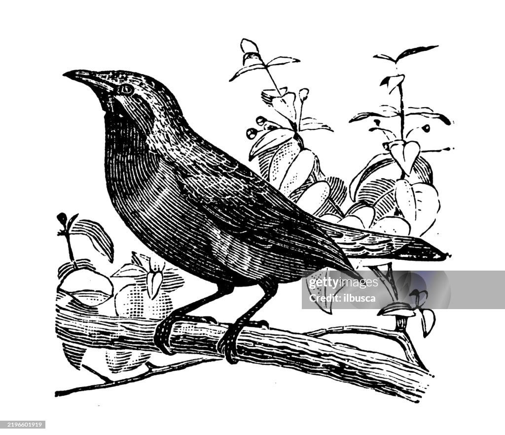 Cotinga, Cotinga atropurpureus