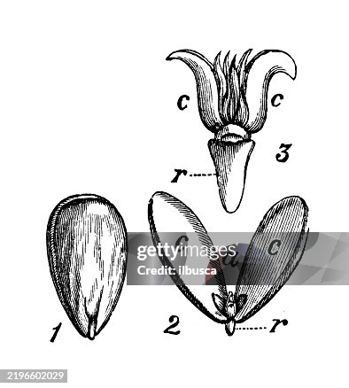 Cotyledons Cotyledons