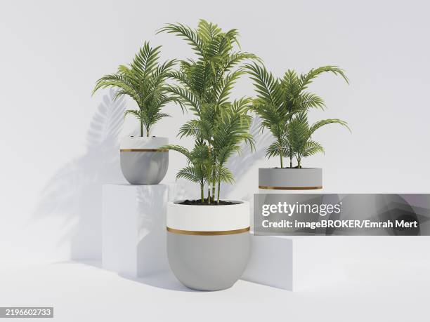 three potted plants with green leaves displayed on white pedestals - ornamental plant stock pictures, royalty-free photos & images