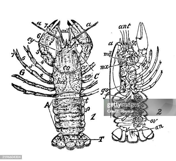 Crustacean Samples Crustacea Structure High-Res Vector Graphic - Getty Images