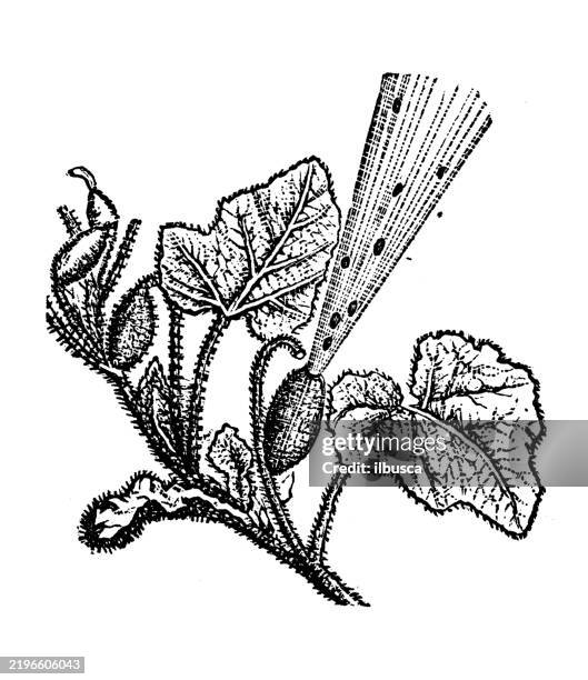 squirting cucumber, ecballium elaterium - squirting stock illustrations