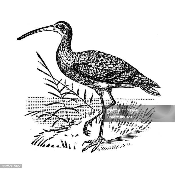 long billed curlew, numenius longirostris - beak stock illustrations