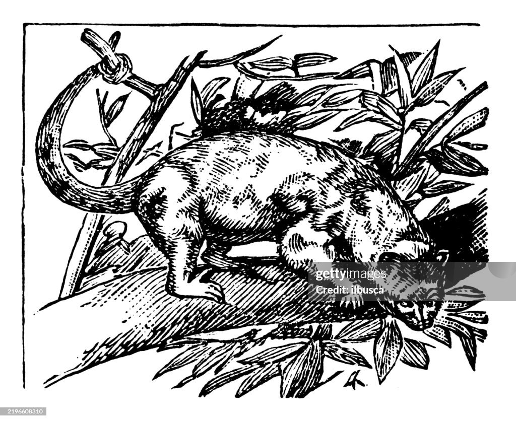 Spotted Cuscus, Phalanger maculatus