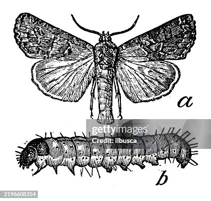 Cutworm, Agrotis devastator Cutworm, Agrotis devastator