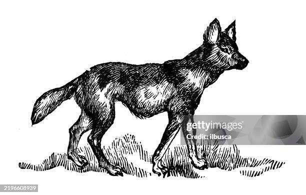 cynhyena, hyena-dog, lycaon pictus - african wild dog stock illustrations