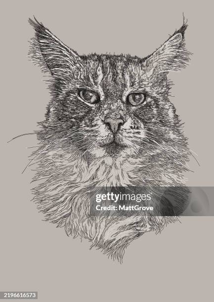 maine coon cat wore - maine coon cat stock illustrations