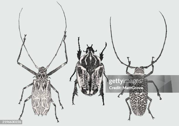 ilustraciones, imágenes clip art, dibujos animados e iconos de stock de escarabajo rosenbergia escarabajo goliat arlequín escarabajo longhorn - escarabajo-de-cuerno-largo