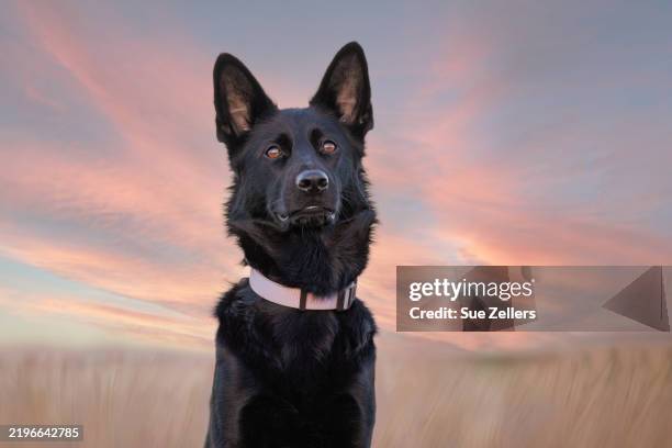 headshot of a black german shepherd at sunset - german shepherd stock pictures, royalty-free photos & images