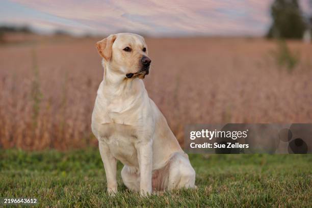 yellow labrador retriever sitting by a field at sunset - yellow labrador retriever stock pictures, royalty-free photos & images