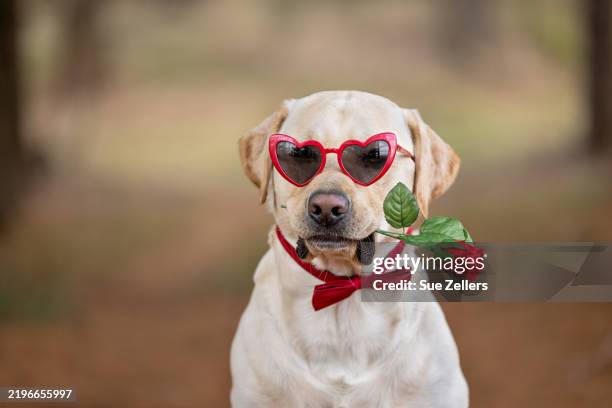 yellow labrador retriever for valentine's day - valentijnsdag stockfoto's en -beelden