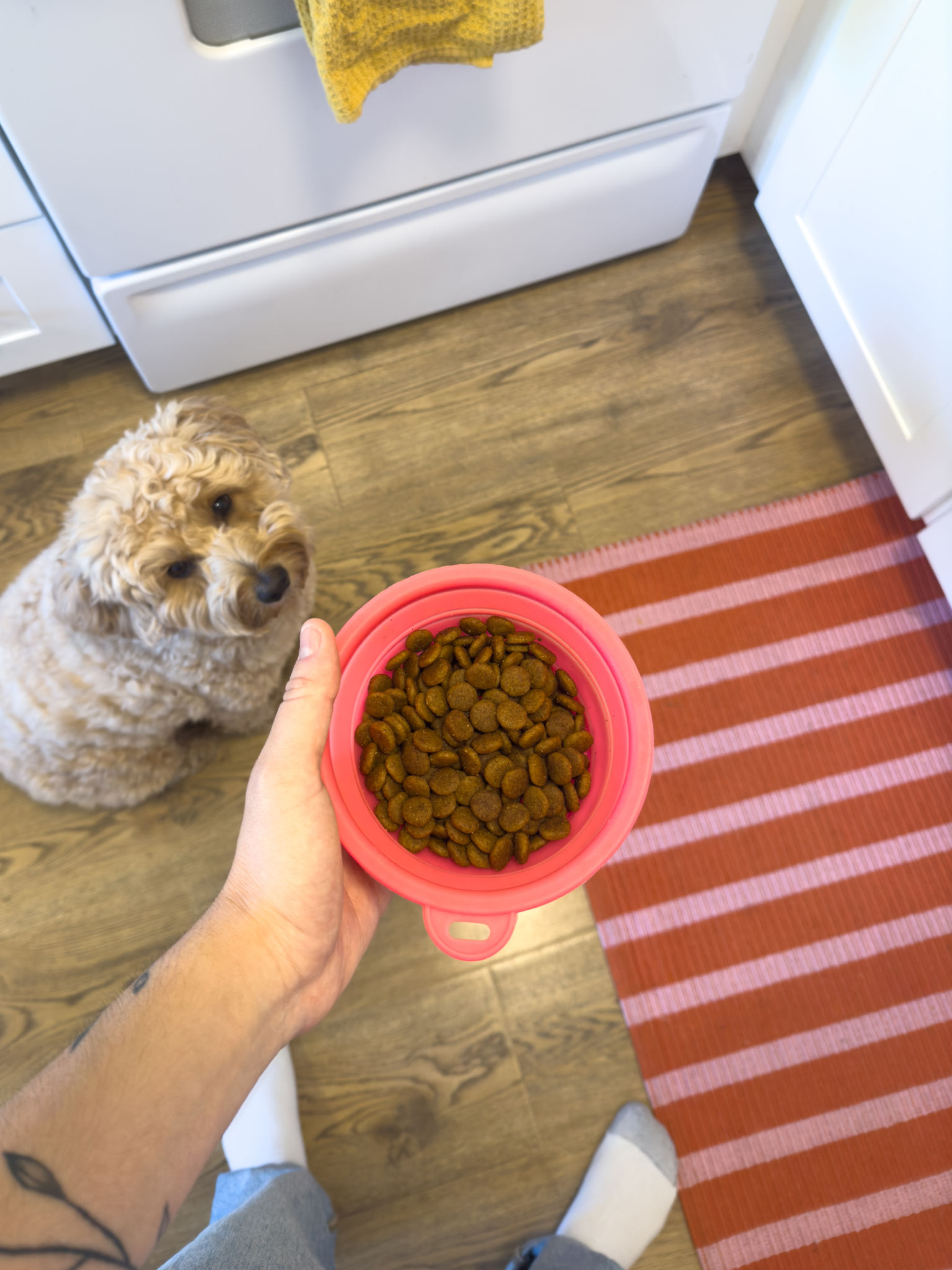 dog food bowl