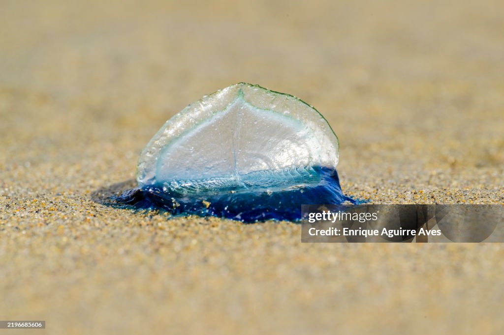 Velella or sea raft, by-the-wind sailor, purple sail, little sail