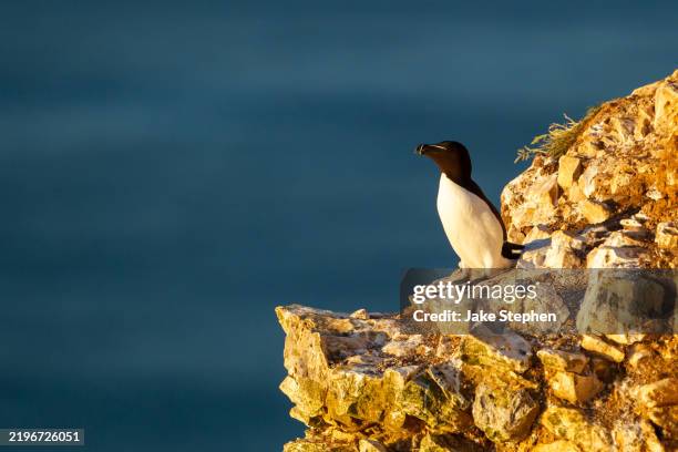 Blå Raserbil 874 Razorbill Razorbills Stock Photos, High-Res Pictures, and Images ...