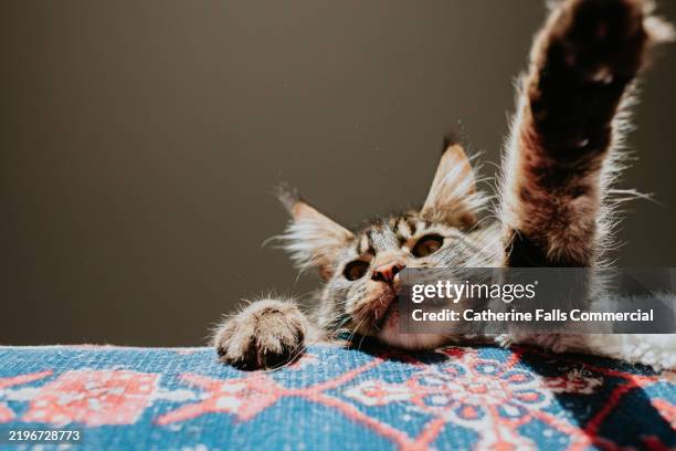 playful cat stretches its paw over the camera while lounging on a colourful blanket indoors - itchy eyes stock pictures, royalty-free photos & images