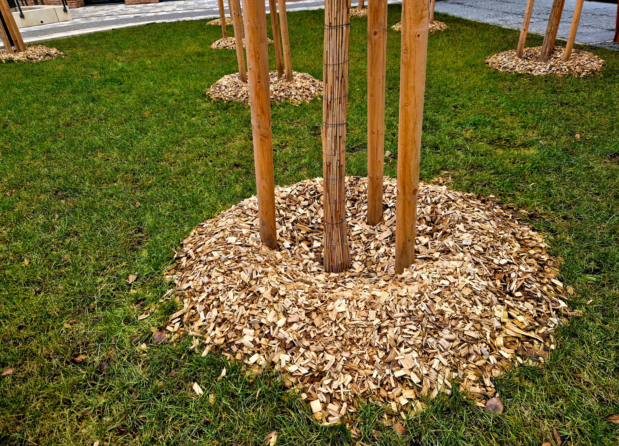 mulching trees