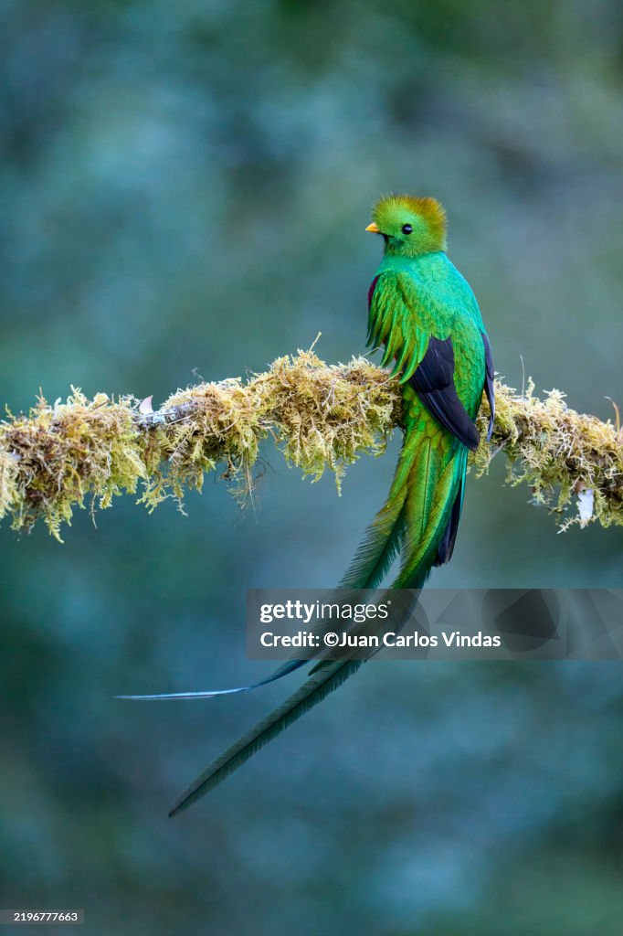Resplendent Quetzal (Pharomachrus mocinno) male