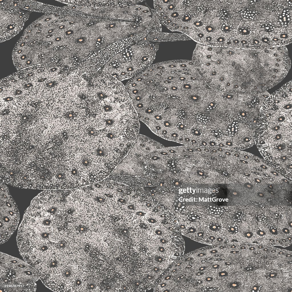 Spotted Ribbontail Ray