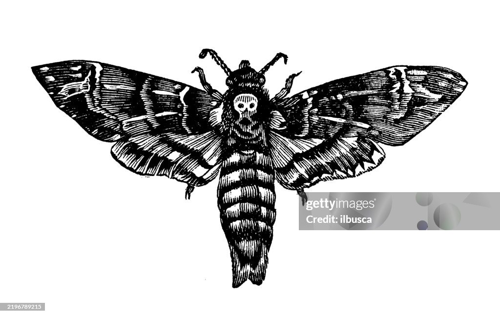 Death's head moth, Acherontia atropos