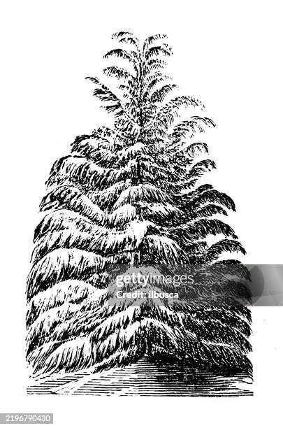 deodan, indian cedar, cedrus deodara - cedar tree stock illustrations