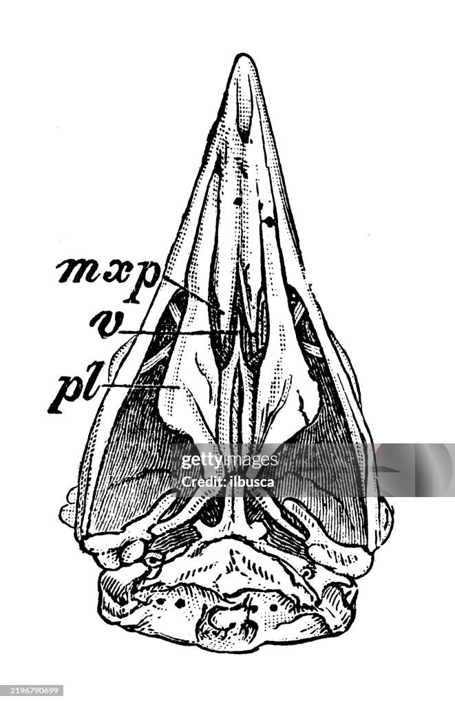Desmognathous Skull of Secretary Bird, Serpentarius serpentarius