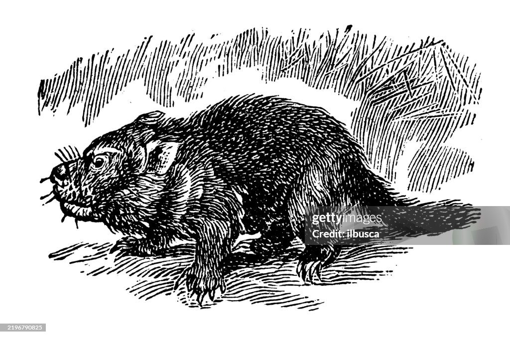 Tasmanian Devil
